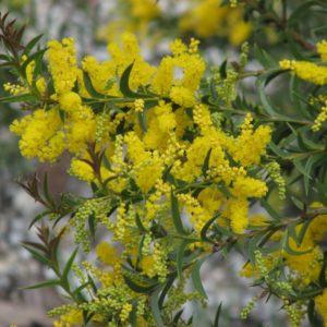 Acacia triptera - Australian Native Plant