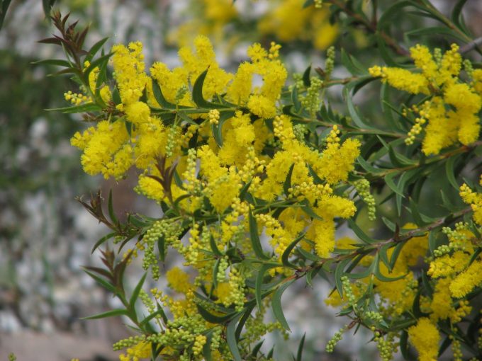 Acacia triptera - Australian Native Plant