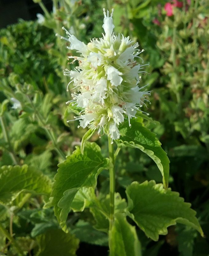 Agastache rugosa white form - Perennial Plant