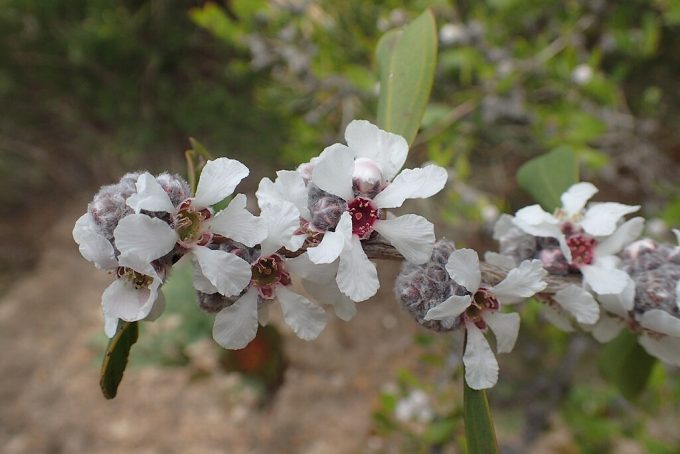 Agonis baxteri Australian native plant