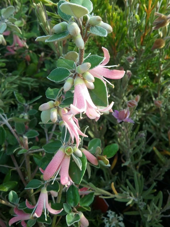 Correa Pink Pixie - Australian Native Plant