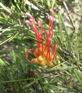 Grevillea concinna in 50mm Forestry Tube
