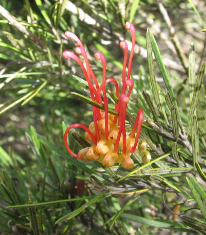 Grevillea concinna - Australian Native Plant