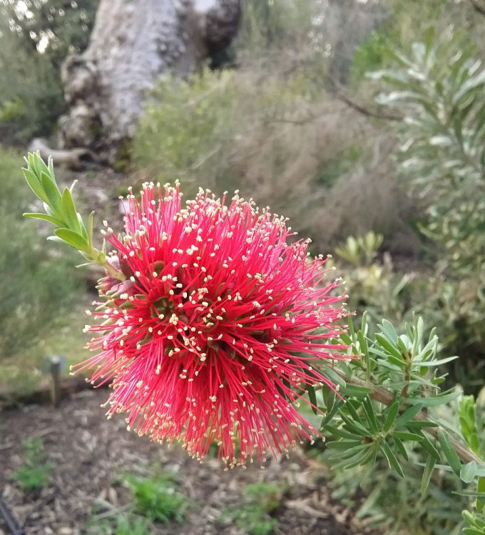 Kunzea baxteri - Australian Native Plant