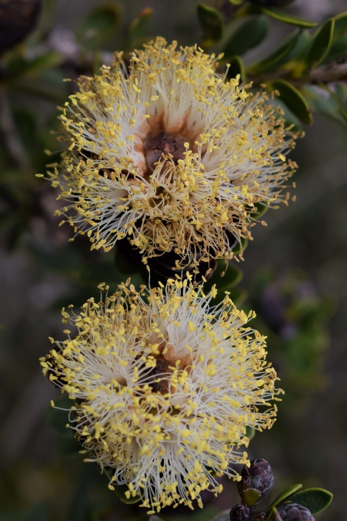 Melaleuca megacephala - Australian Native Plant