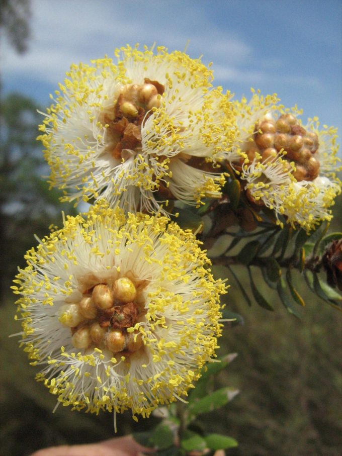 Melaleuca megacephala - Australian Native Plant