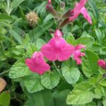Salvia pennys Smile - Perennial Plant