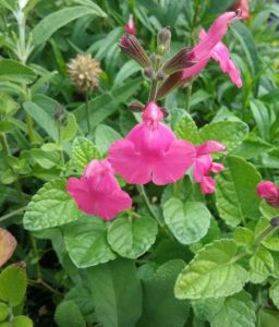 Salvia Pennys Smile in 75mm Supergro tube – Trigg Plants