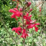 Salvia darcyi - Perennial Plant