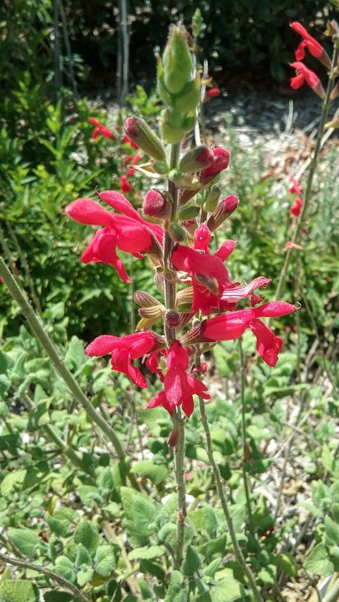 Salvia darcyi - Perennial Plant