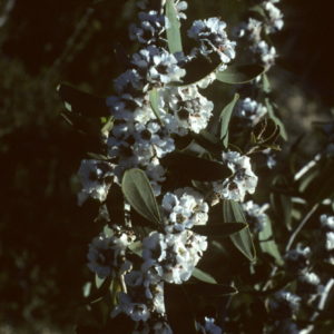 Agonis baxteri - Australian Native Plant