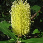 Banksia integrifolia - Australian Native Plant