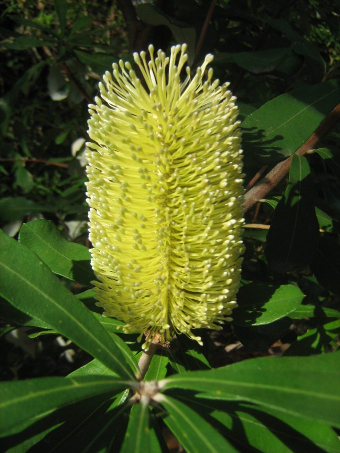 Banksia integrifolia - Australian Native Plant