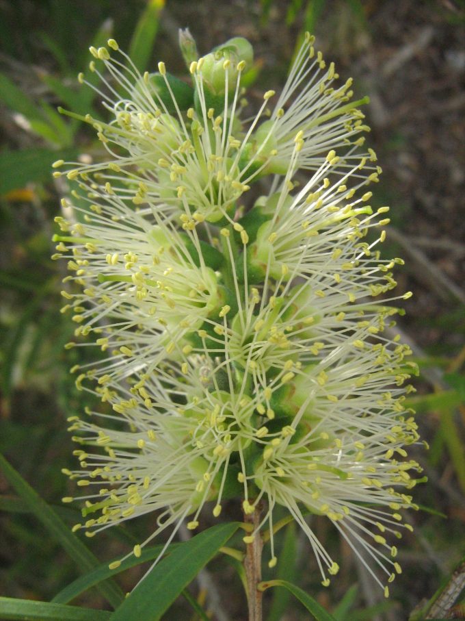 Callistemon Wilderness White - Perennial Plant