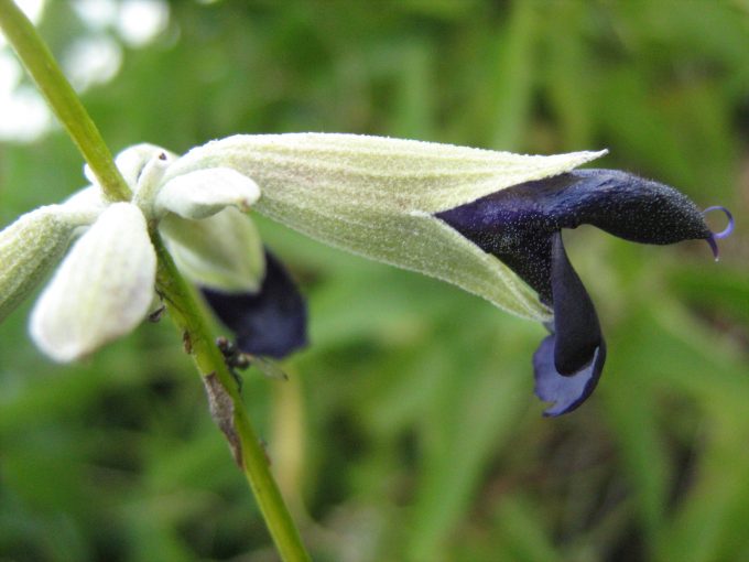 Salvia discolor - perennial Plant