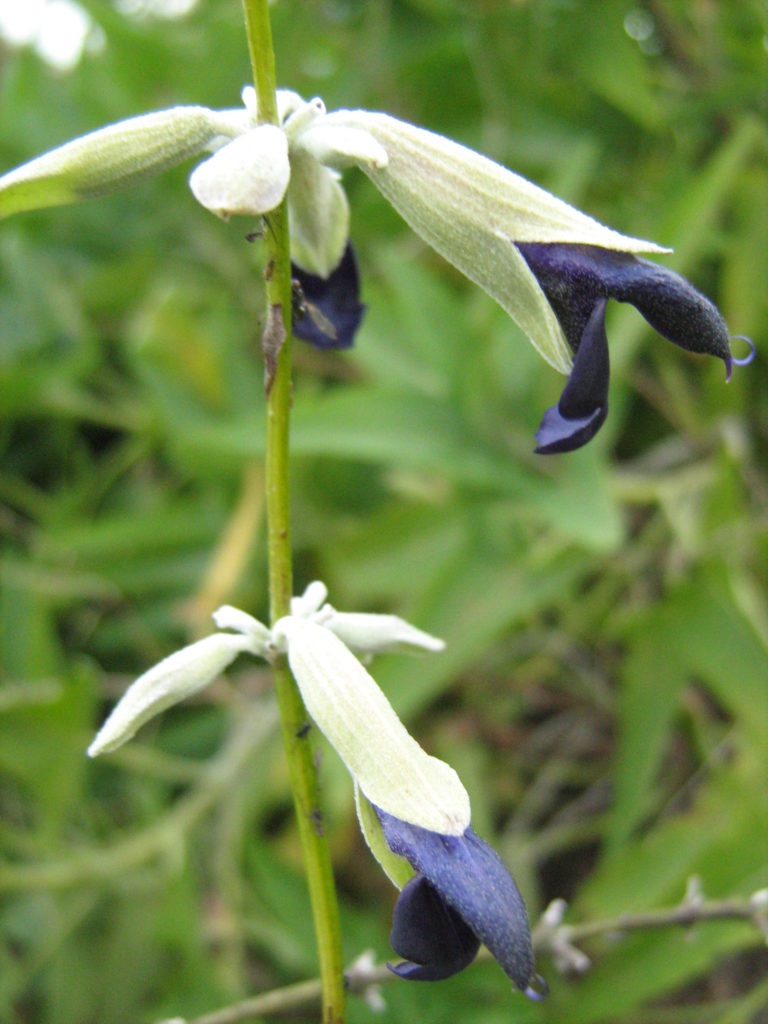 salvia discolor - Perennial Plant