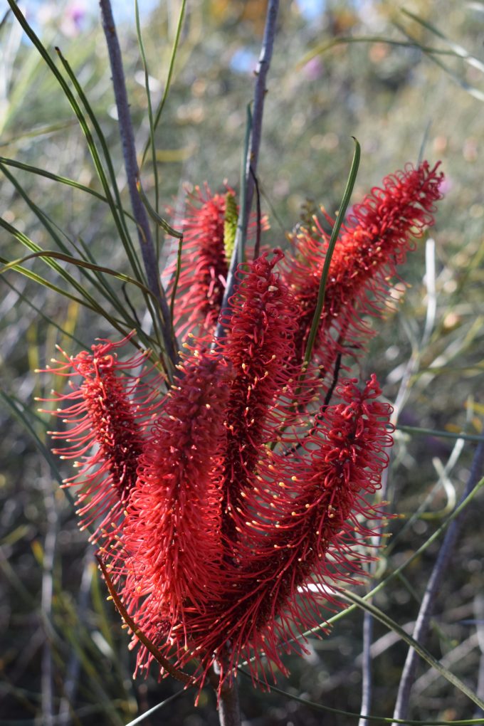 Hakea bucculenta - Australian Native Plant