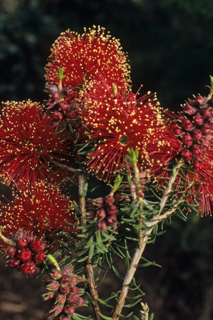 Kunzea baxteri Australian native plant