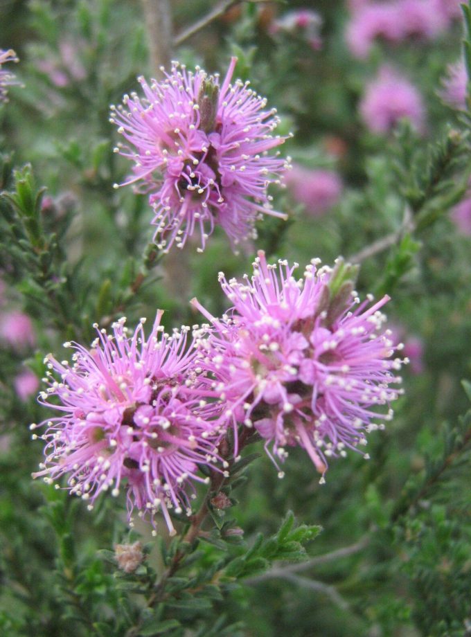Kunzea opposita - Australian Native Plant