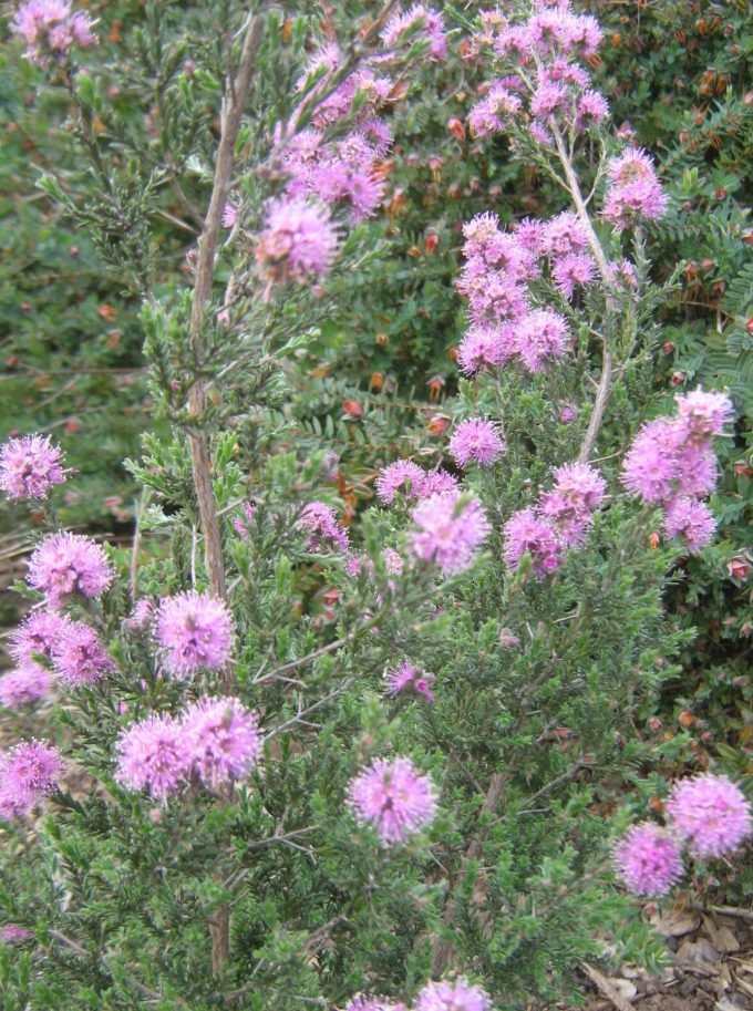 Kunzea ambigua pink - Australian Native Plant