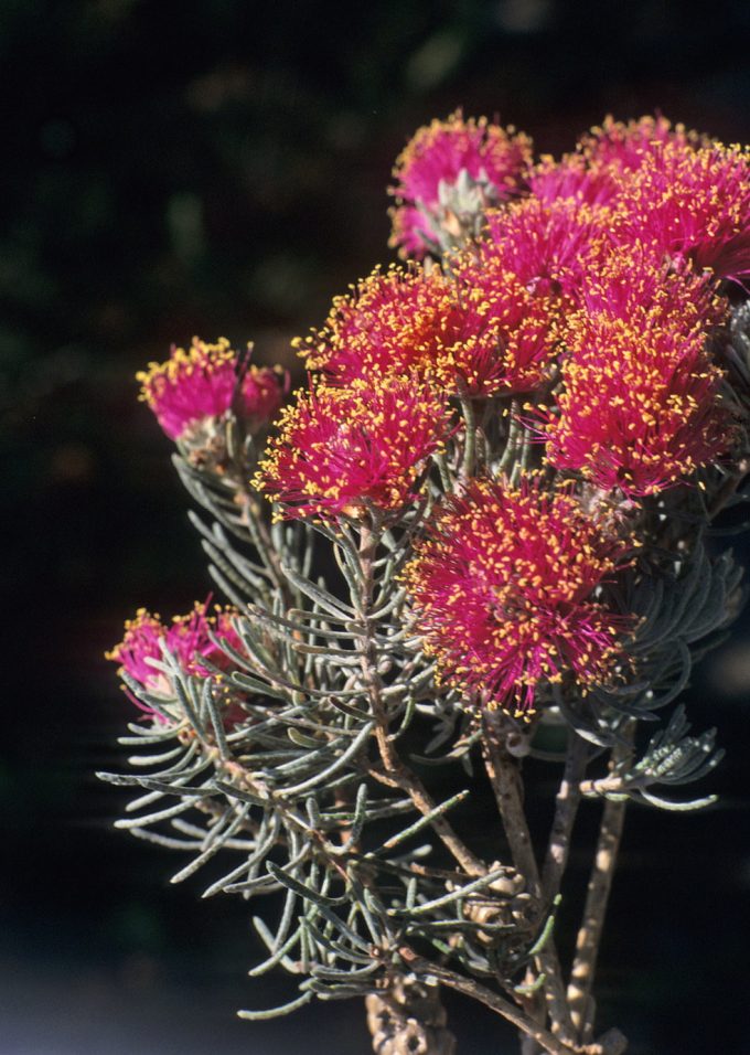 melaleuca aspalathoides - Australian Native Plant
