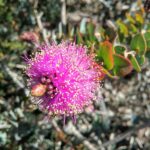 Melaleuca cordata - Australian Native Plant