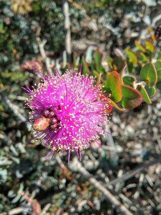 Melaleuca cordata in 50mm Forestry Tube