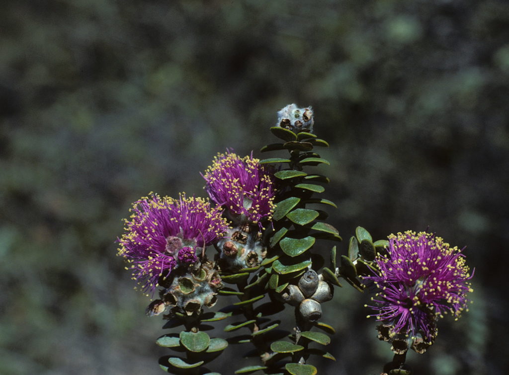 melaleuca orbicularis - Australian Native Plant