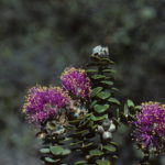melaleuca orbicularis - Australian Native Plant