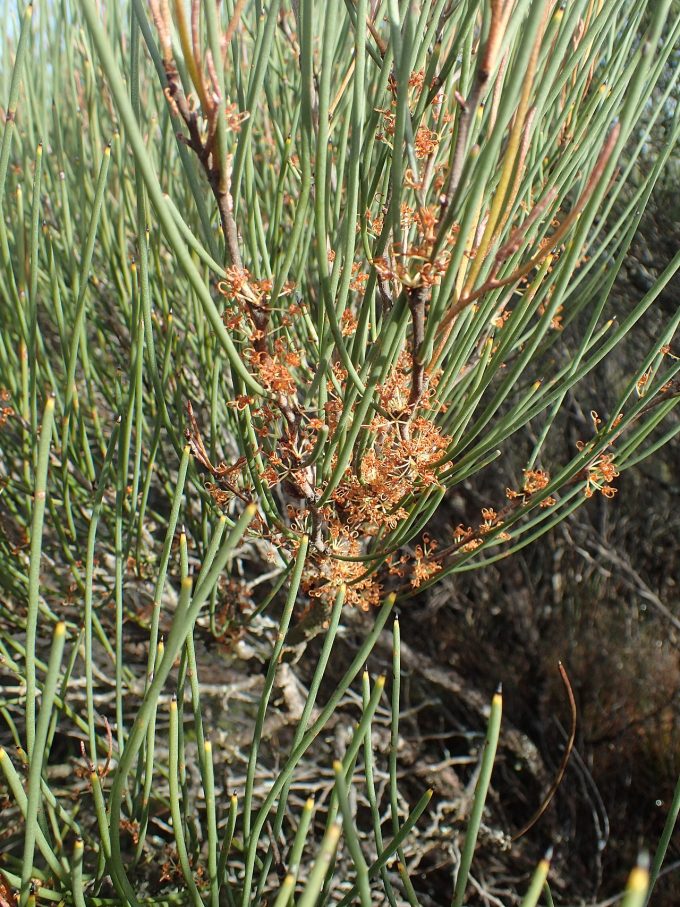 Hakea bicornata - Australian Native Plant