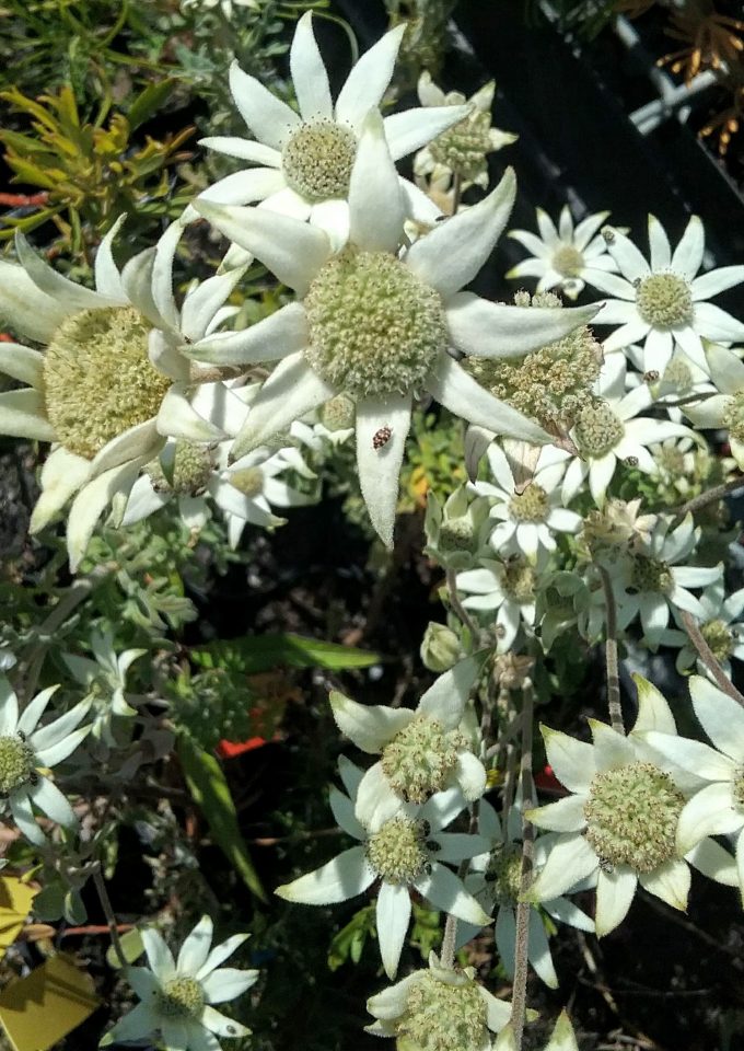 Actinotus helianthi - Australian Native Plant
