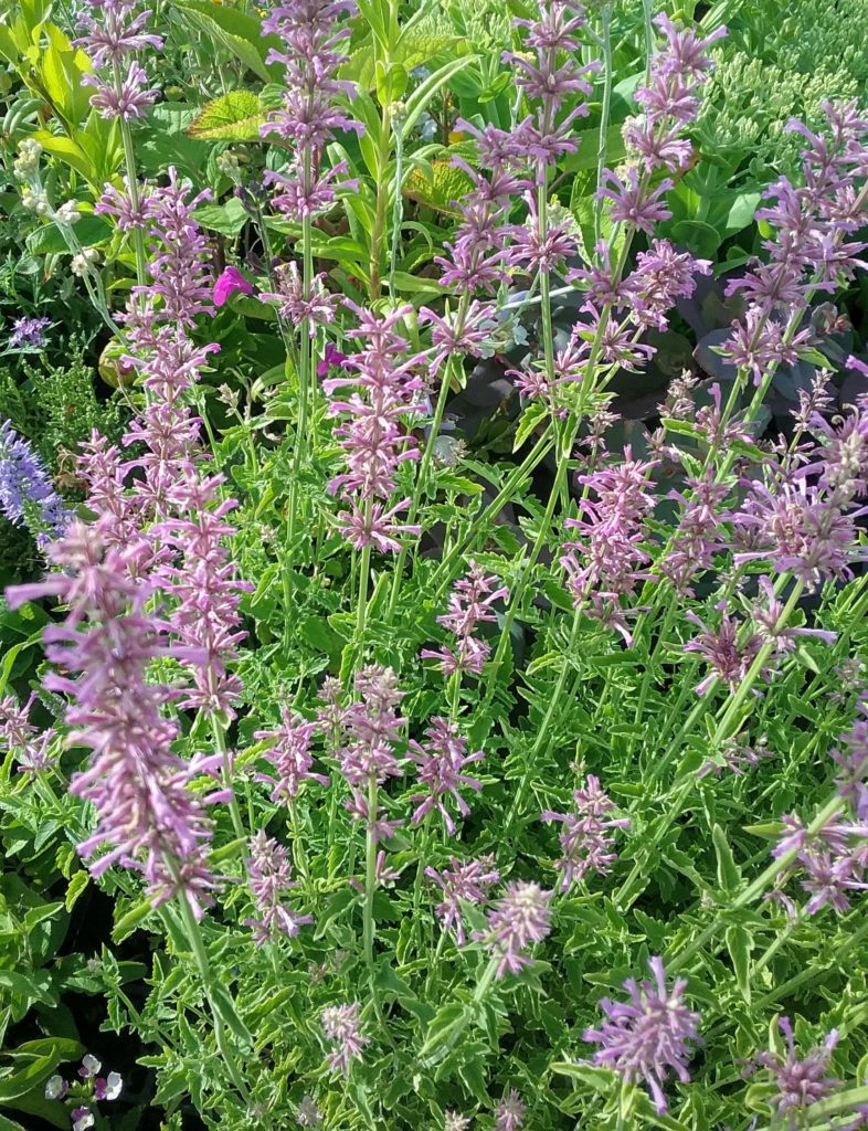 Agastache austromontana - Perennial Plant