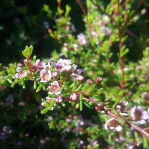 Astartea astarteoides Australian Native Plant