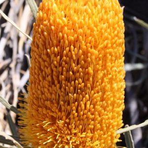 Banksia benthamiana - Australian Native Plant