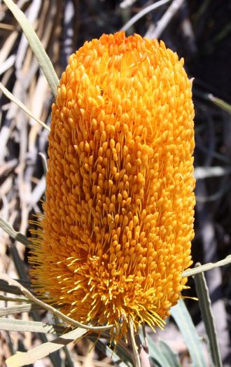 Banksia benthamiana - Australian Native Plant