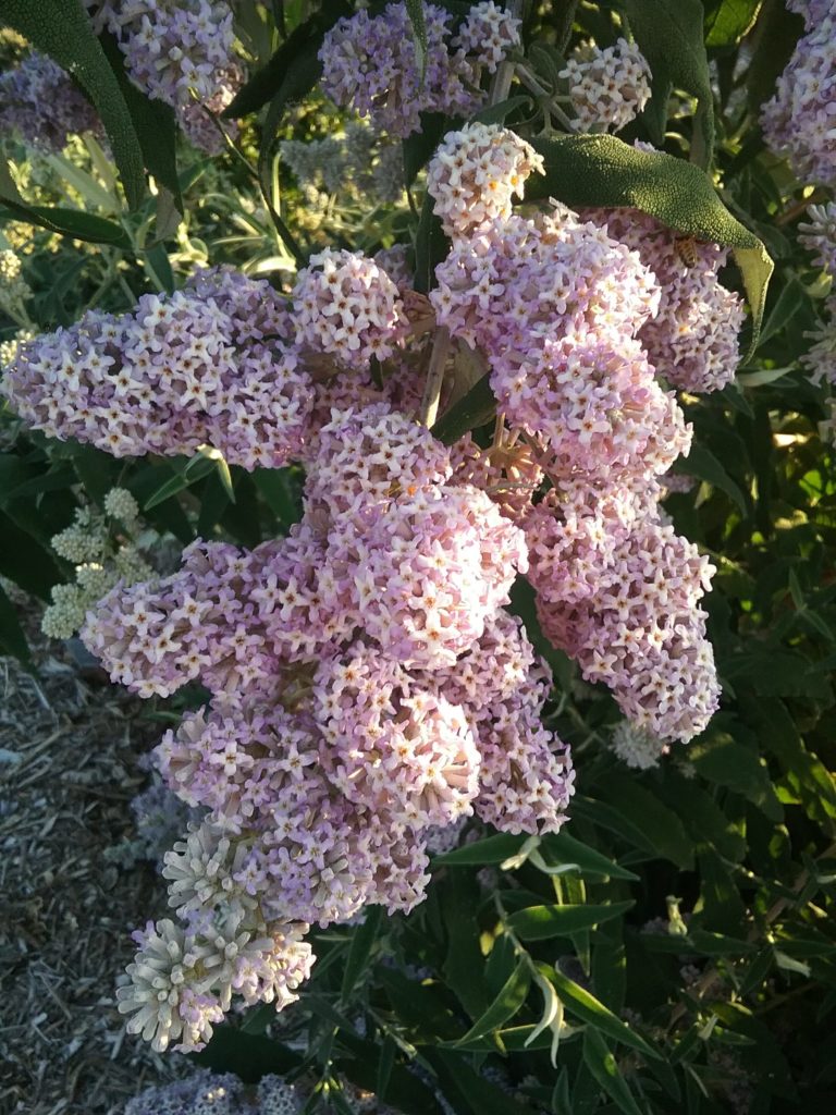 Buddleia salviifolia - Perennial Plant