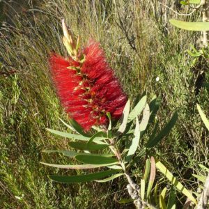 Callistemon glaucus - Australian Native Plant