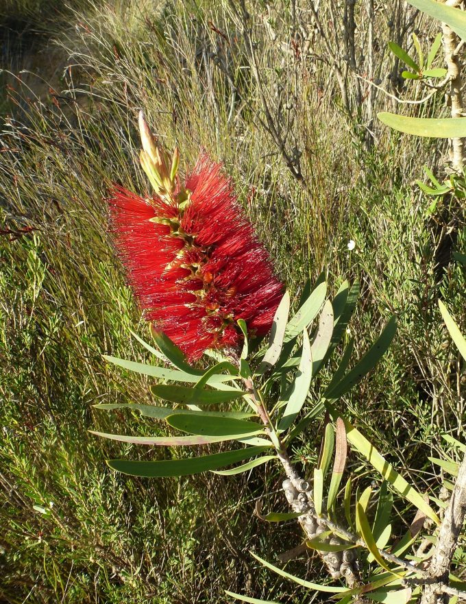 Callistemon glaucus - Australian Native Plant