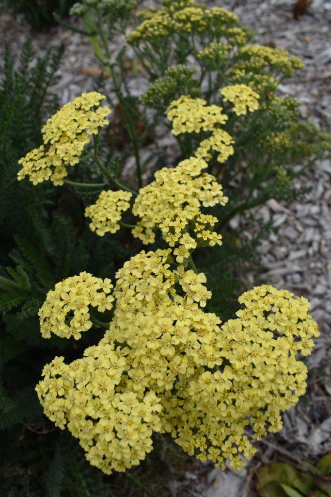 Achillea lemon Bare Rooted – Trigg Plants