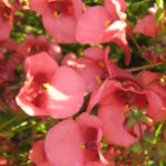Diascia barberae - Perennial Plant