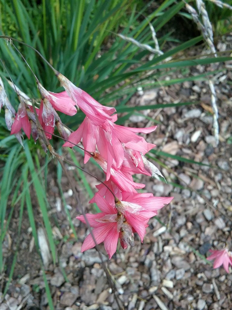 Dierama pulcherrimum in 50mm Forestry Tube
