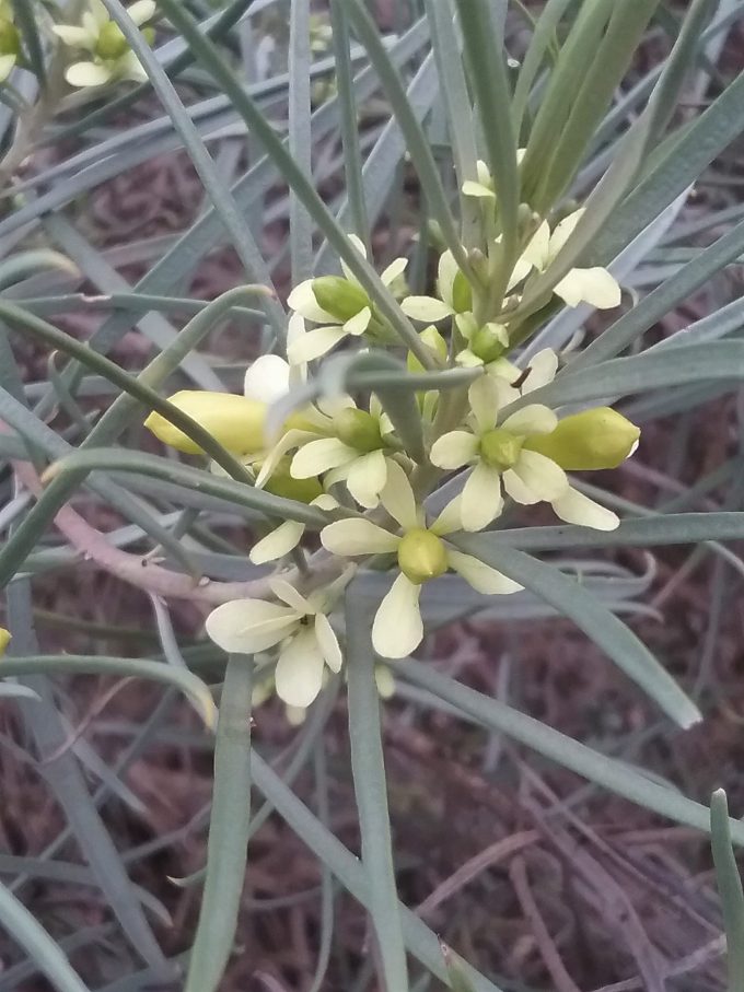 Eremophila oppositifolia yellow - Australian Native Plant