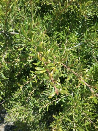 Grevillea Golden Sparkle - Australian Native Plant