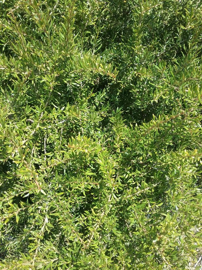 Grevillea Golden Sparkle - Australian Native Plant