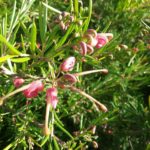 Grevillea Liliane - Australian Native Plant