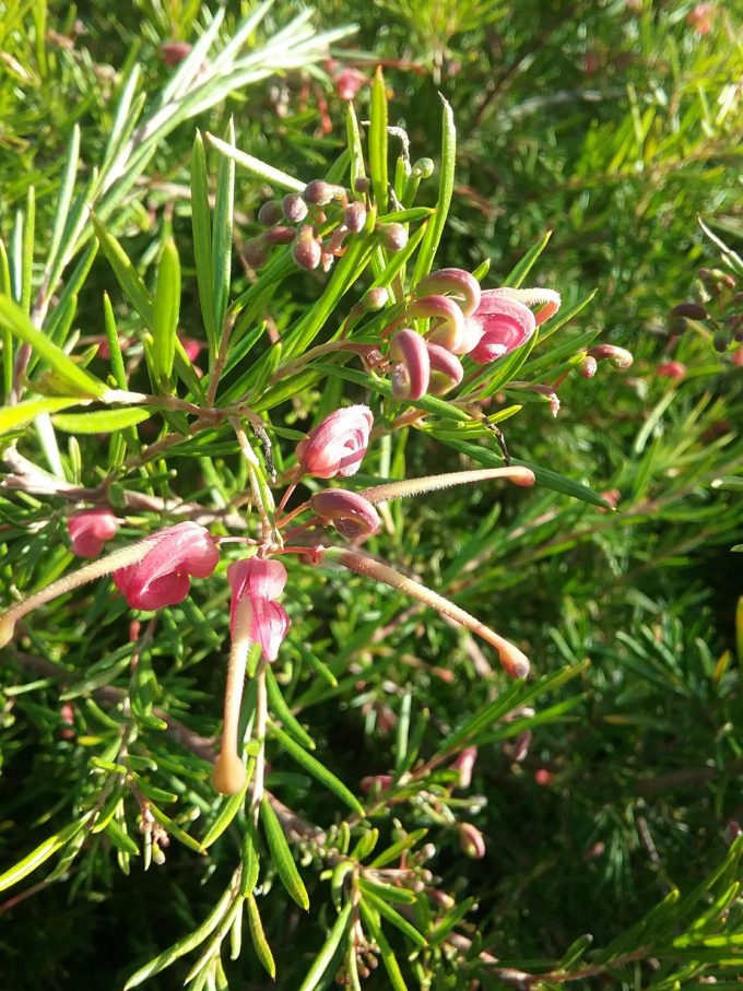 Grevillea Liliane - Australian Native Plant