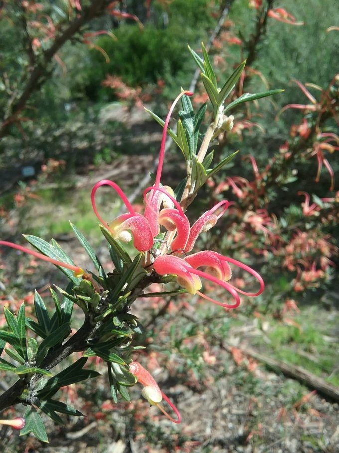 Grevillea tripartita - Australian Native Plant