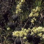 Hakea constablei - Australian Native Plant