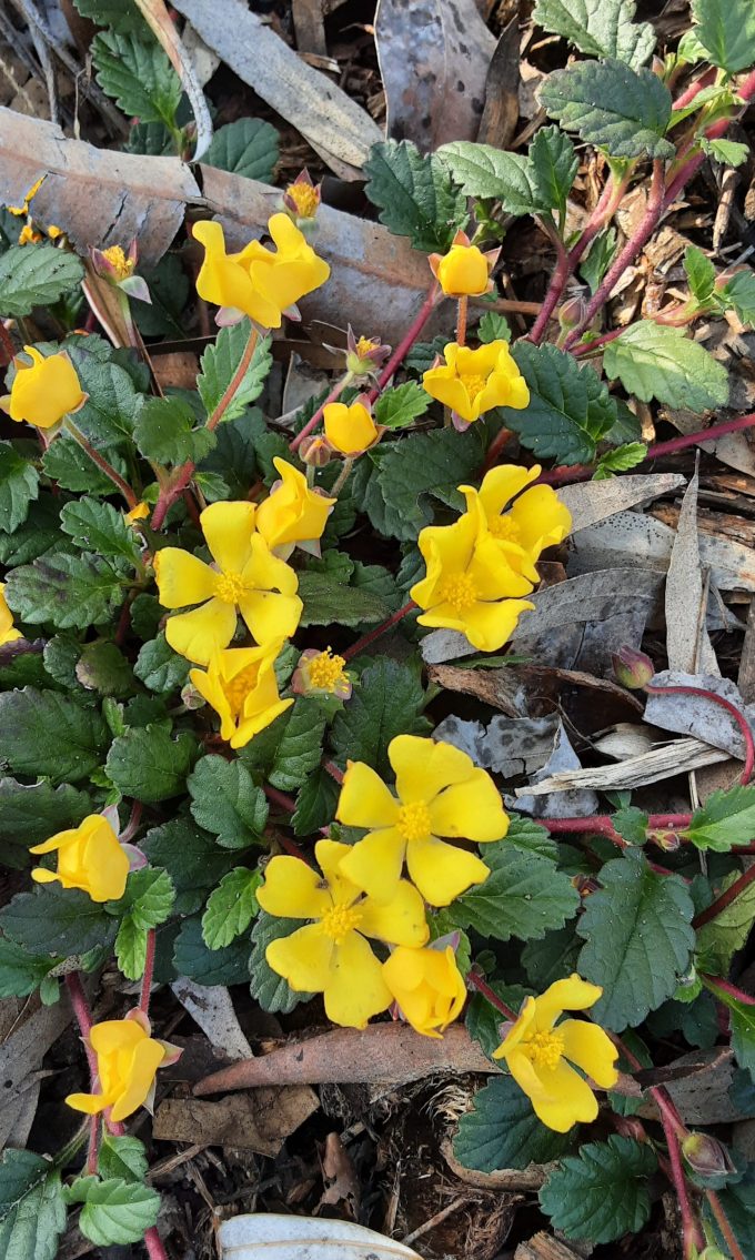 Hibbertia grossulariifolia Australian native plant