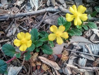 Hibbertia grossulariifolia - Australian Native Plant